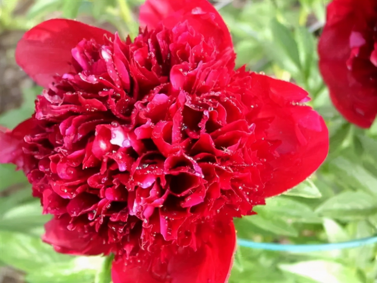 百种鲜花图片欣赏,十种最美丽的鲜花