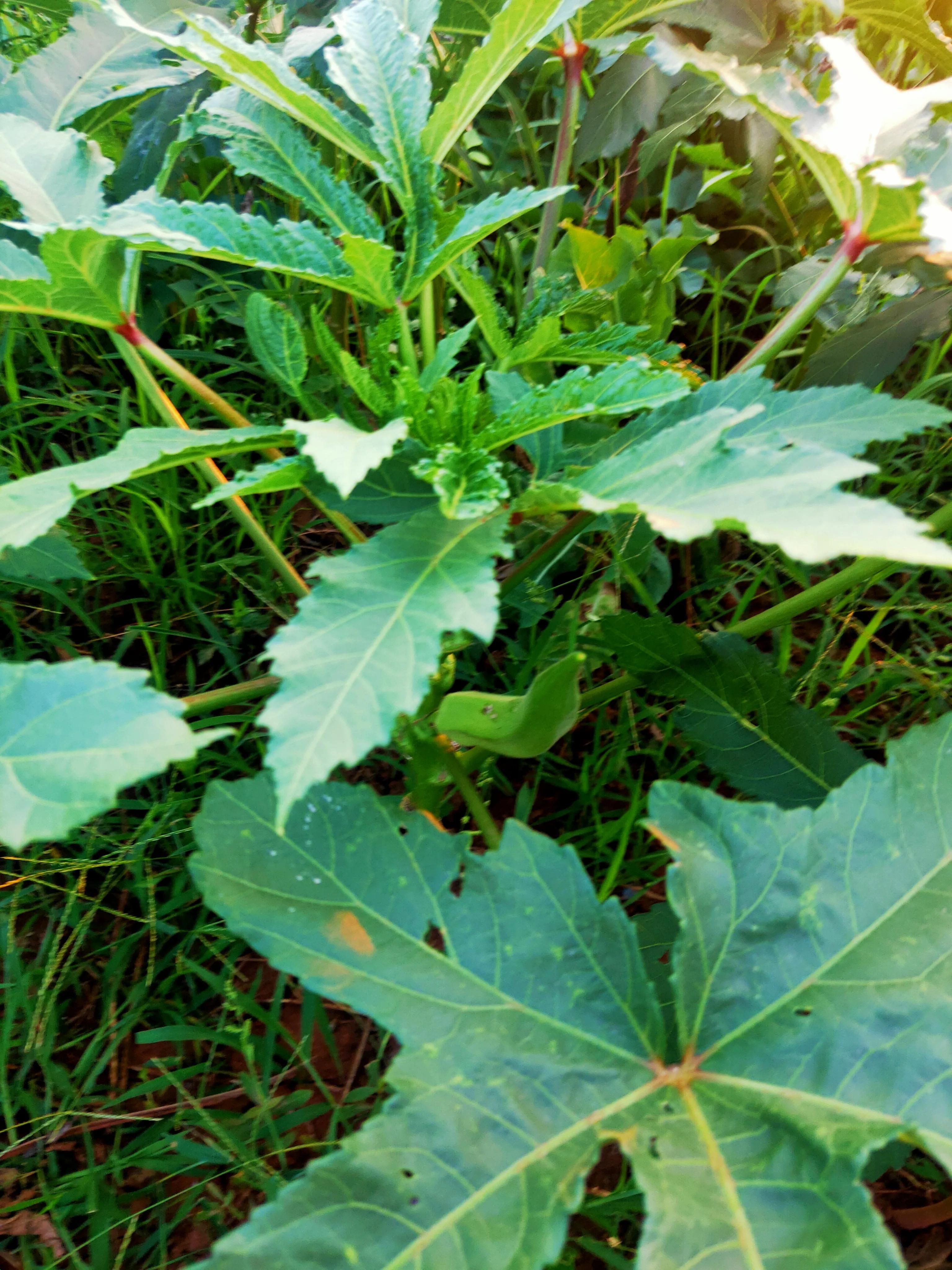 秋葵植物图片,和秋葵很像的一种植物图片