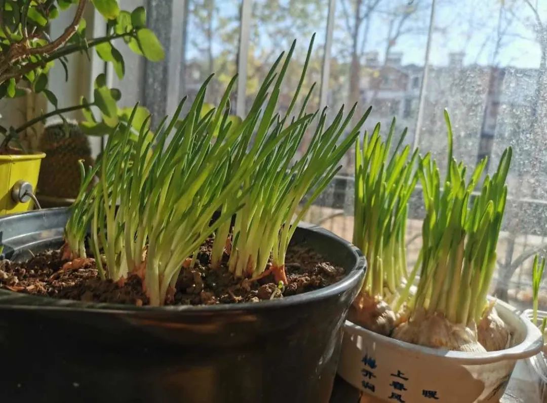 500块钱活一个月的诀窍,500元怎么度过一个月