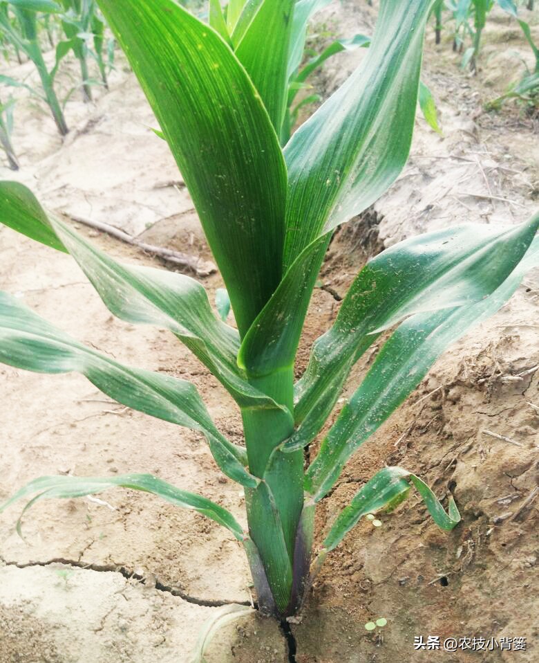 粗缩病玉米叶鞘症状图片,玉米粗缩病什么时间防控最合适