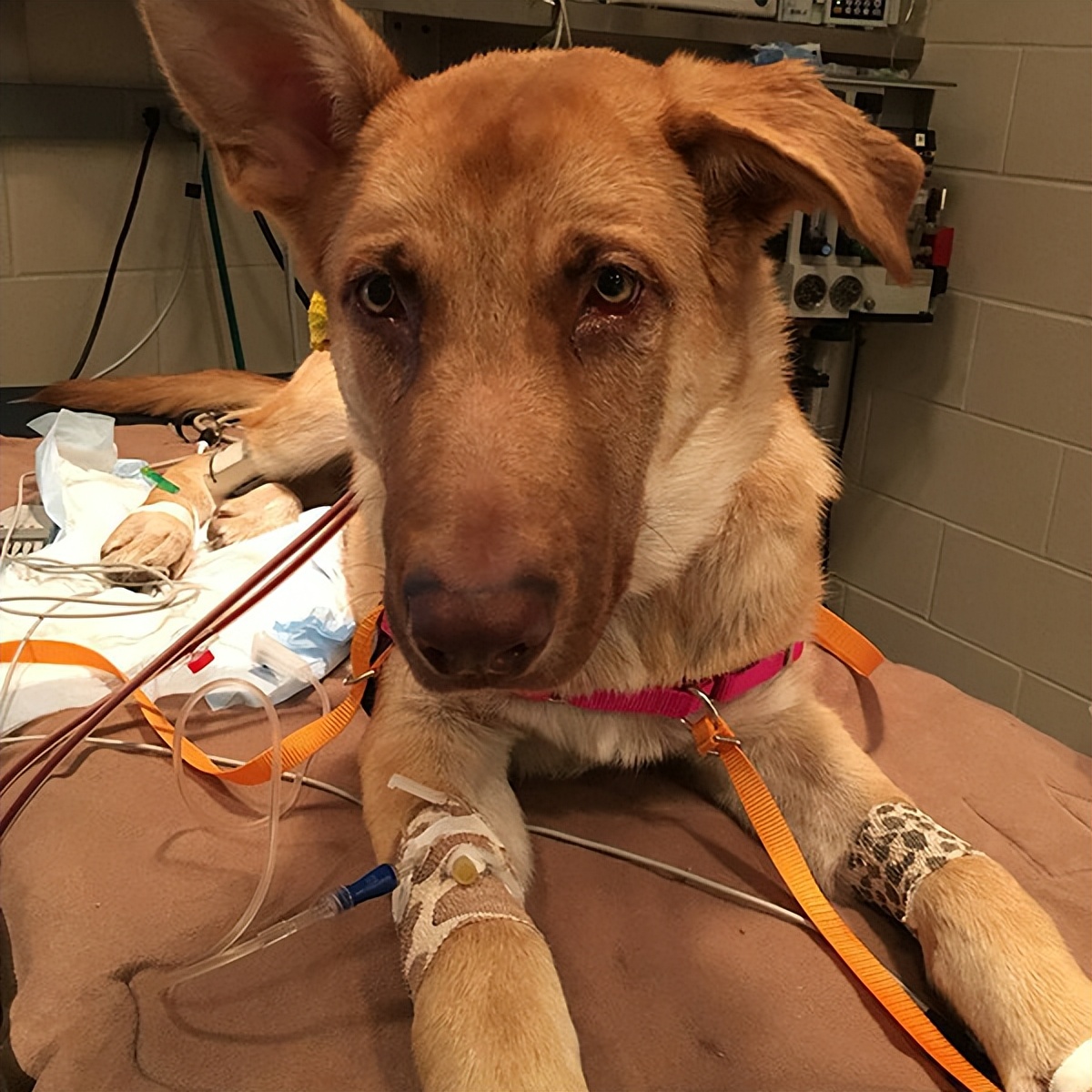 虎头凤冬季掉毛怎么解决,八哥冬季掉毛了是什么原因