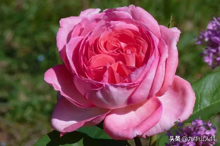 大花胖美人月季有几个品种,适合阳台养的大花月季品种