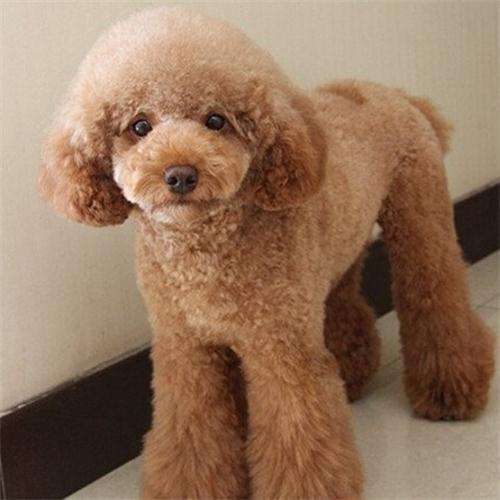 养狗建议养什么品种不怎么掉毛,养狗最好养什么植物