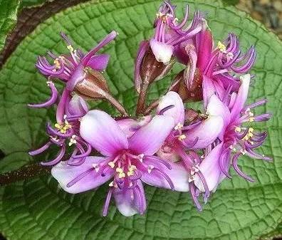 奇花异草是一道道亮丽的风景线,五彩缤纷的春天奇花异草