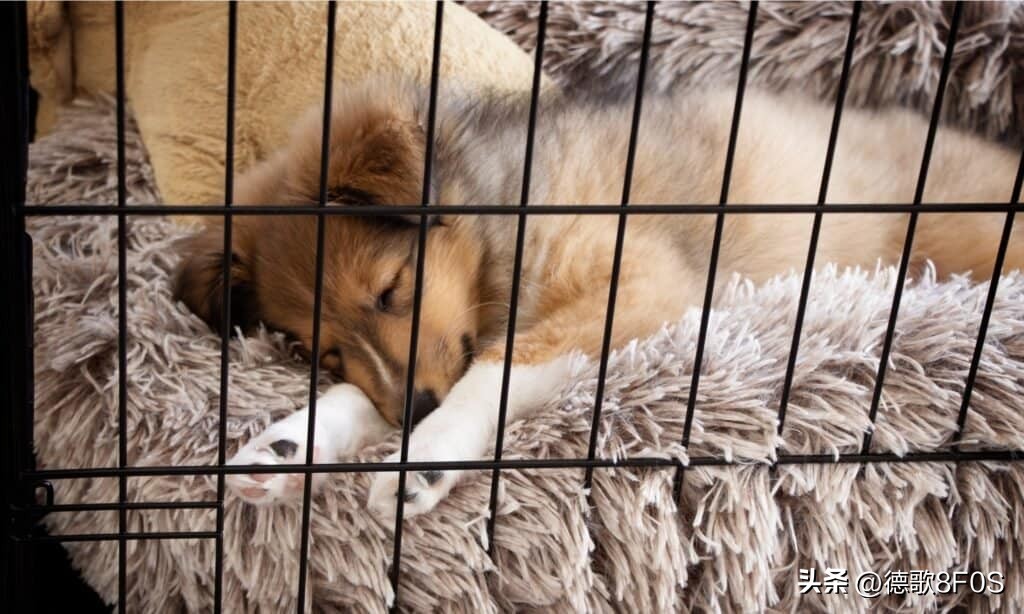 世上最漂亮泰迪熊,世界上最可爱的狗泰迪狗排第几名