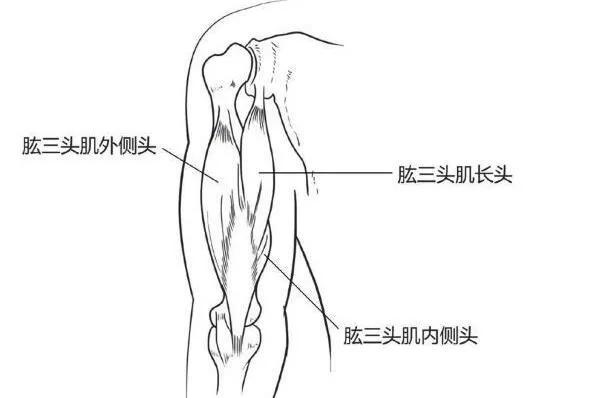 手臂主要经脉功能,如何快速锻炼手臂肌肉