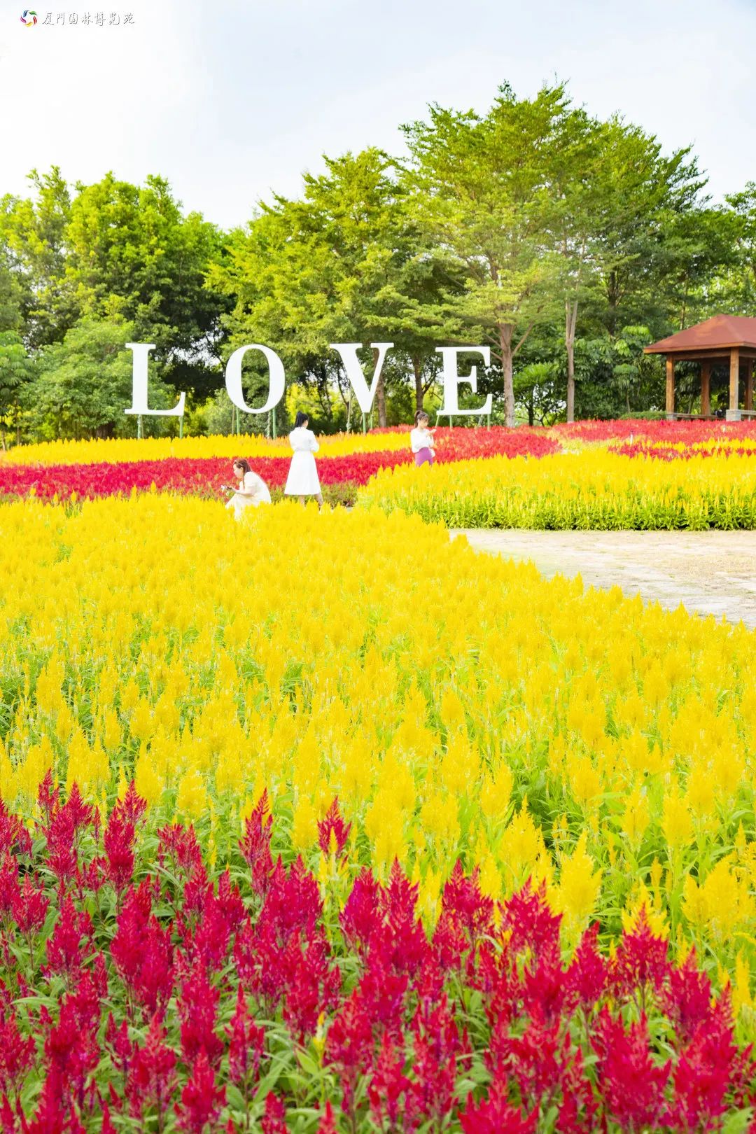 厦门花海景点最新,厦门最近的花海