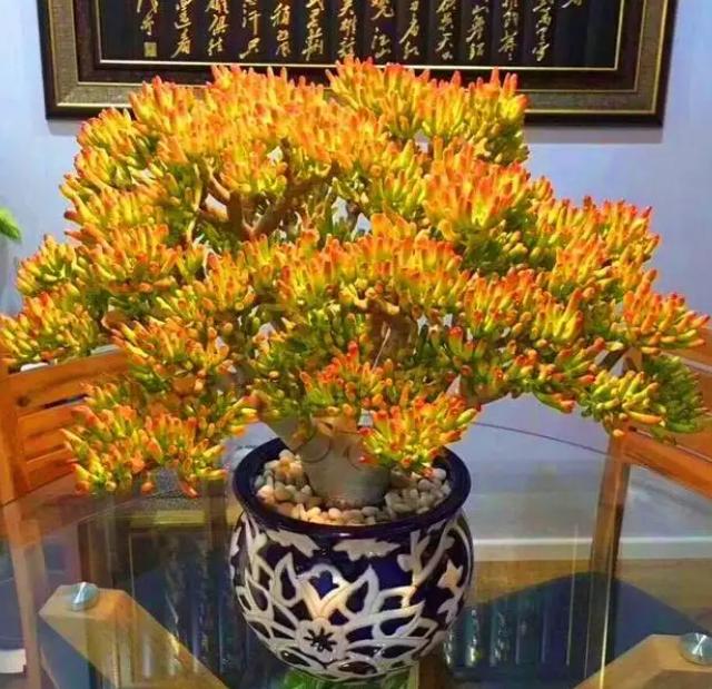 家里养这3种花招财纳福健康长寿,适合懒人养的旺财室内花