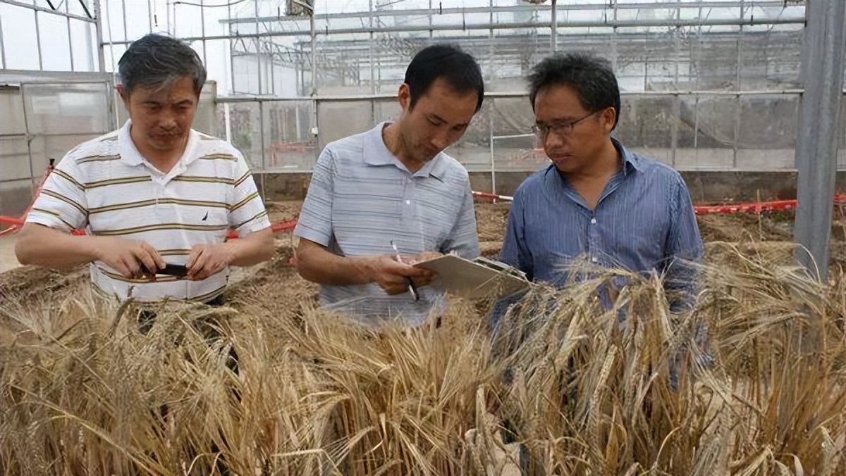 大麦生长的养分,大麦的生长期分为哪几个阶段