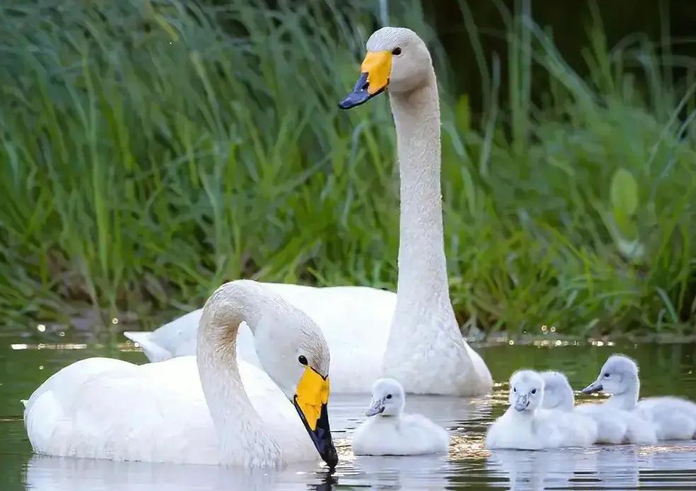 黑天鹅被盗事件,天鹅失踪事件