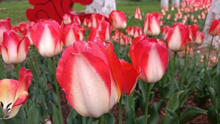 郁金香高贵典雅姿态万千,淡雅郁金香