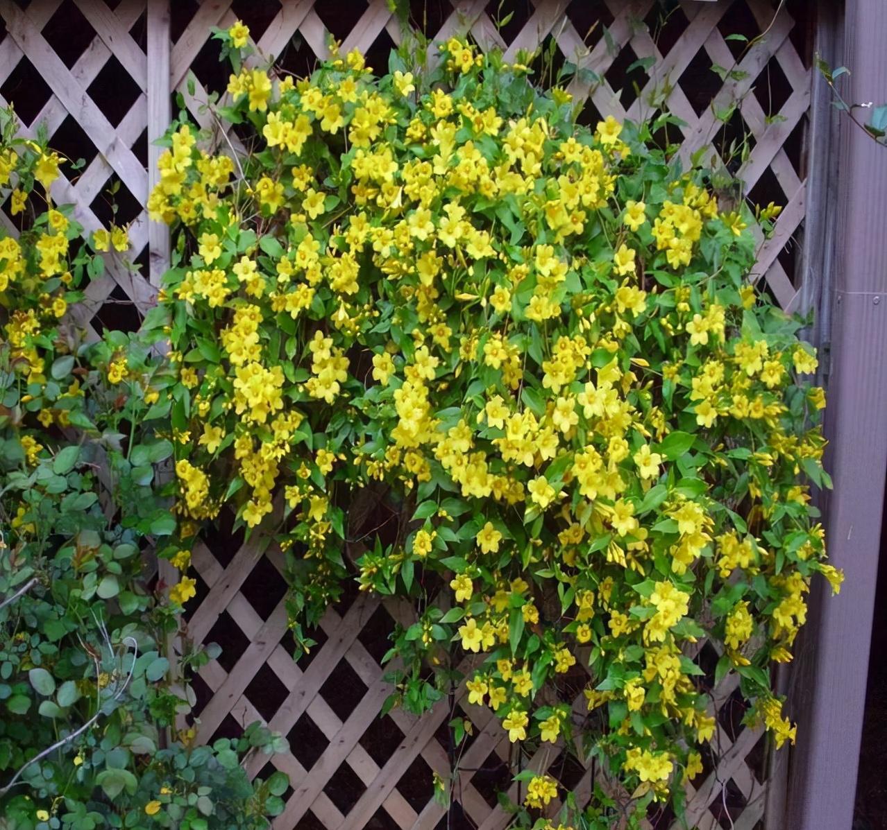 毒性很强的花是什么花,这6种常见的花有毒性