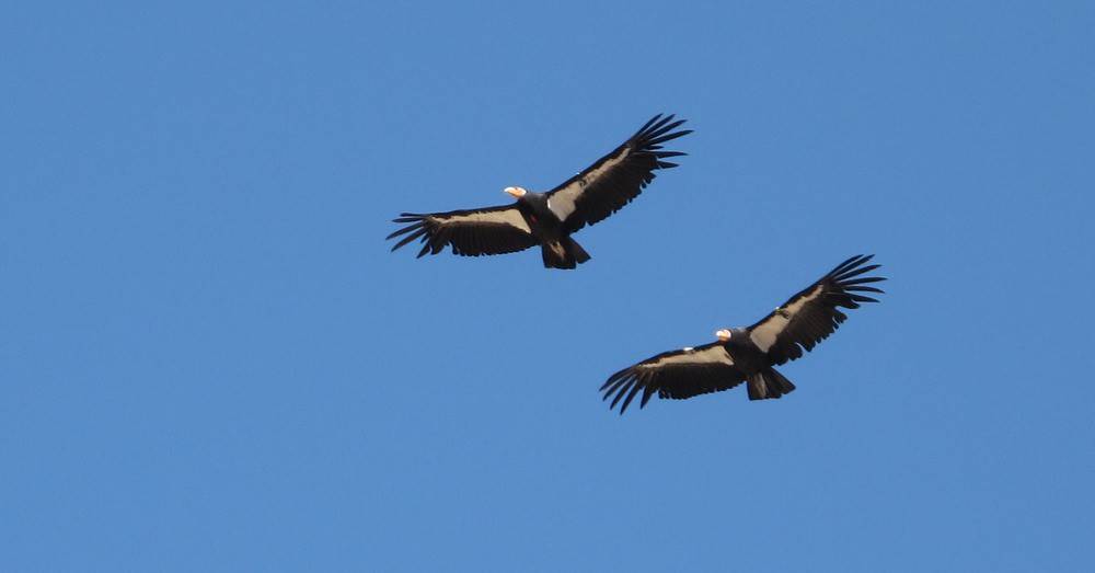 科学家都懵了！全员雌性、无生殖隔离，靠偷别人精子繁衍后代