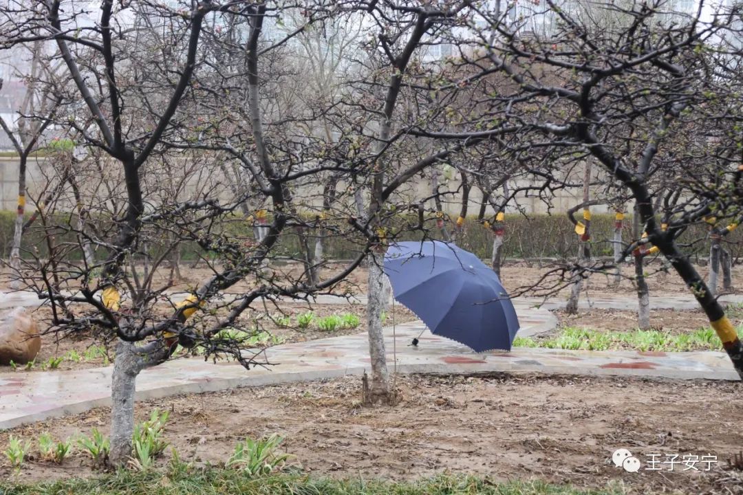 微雨，花语，嫣然风情