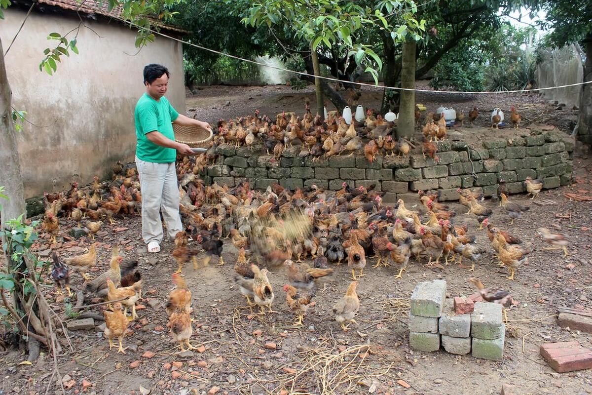 贩卖活鸡活鸭要什么手续,活鸡检疫证明在哪里开