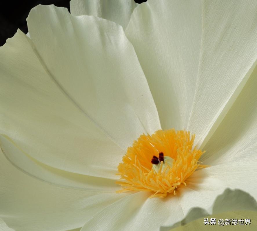 一组纸艺作品,令人惊艳的纸艺作品