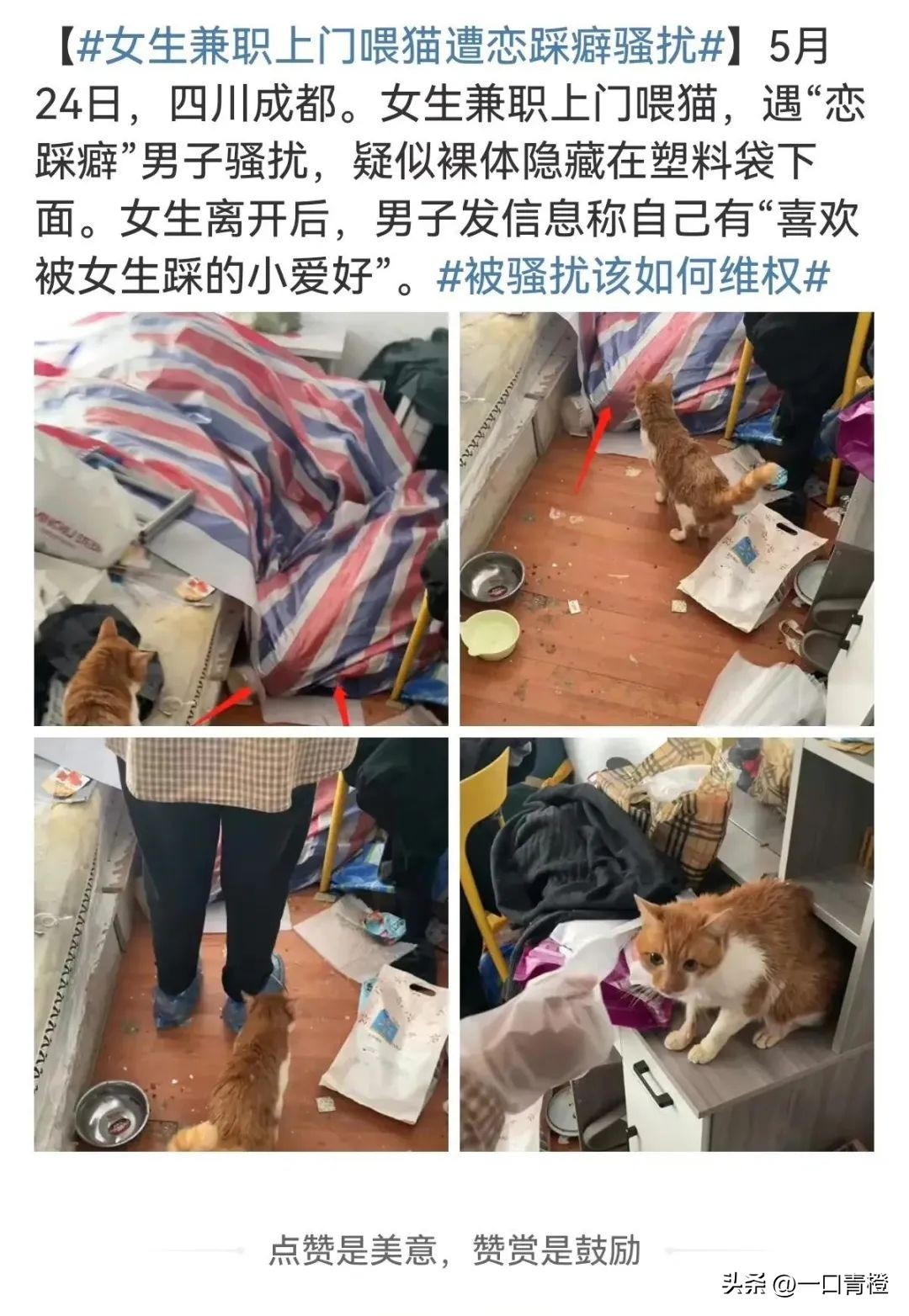 四川女子上门喂猫,女子兼职喂猫遇骚扰