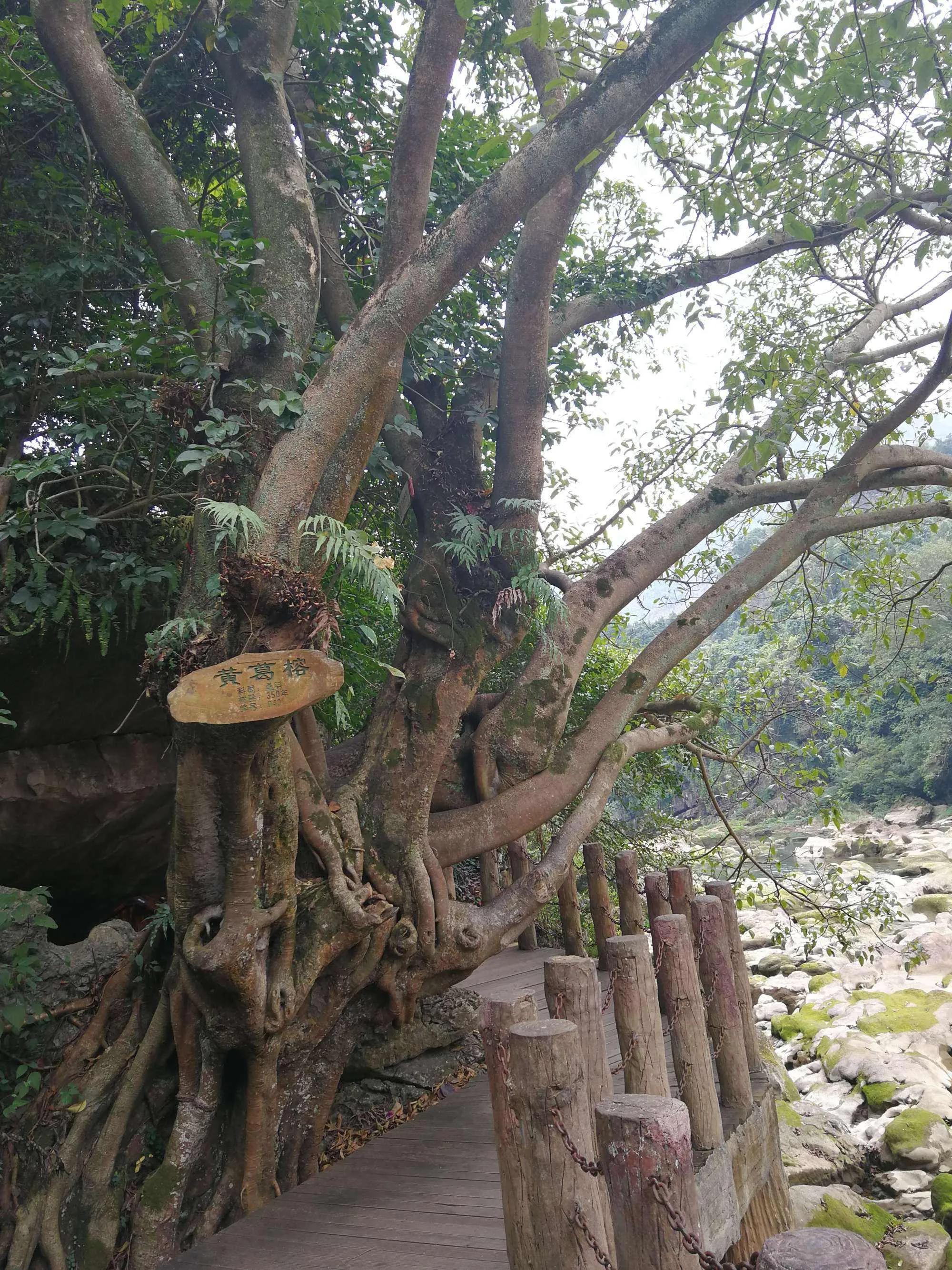 黄果树瀑布几月份是最佳时间,黄果树瀑布丰水期怎么玩