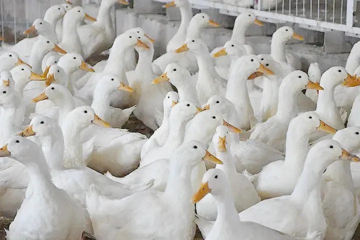 3月羽绒寝具出口大逊往年/美国第二大家纺零售企业申请破产保护