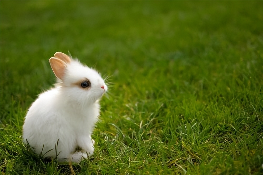 兔子适合养殖吗,兔子适合当作宠物养吗