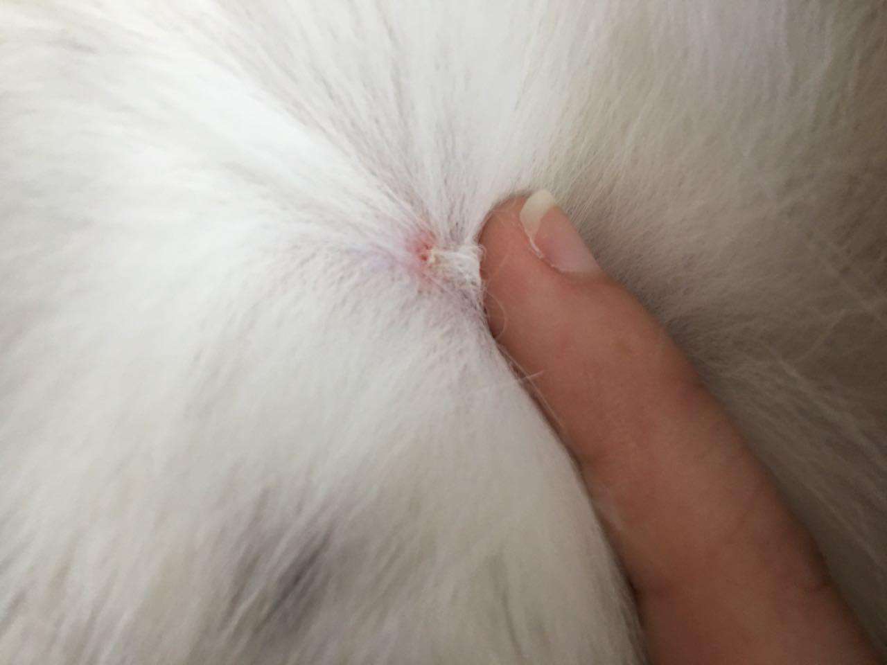 猫得了猫癣还会再得猫癣吗,猫癣是怎么形成的猫癣有什么症状