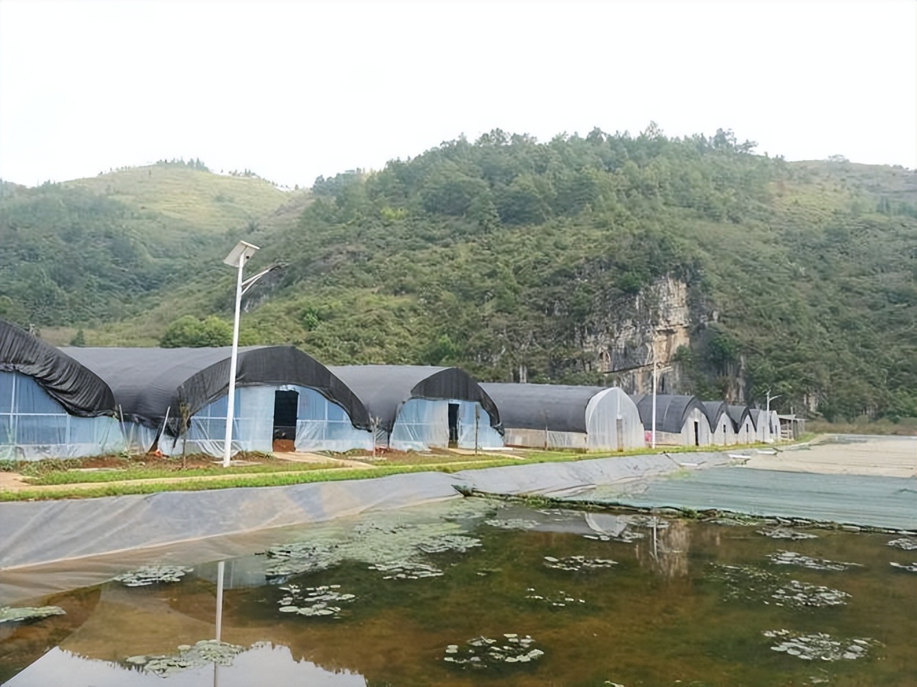 水蛭龙虾自繁自养,自繁自养水蛭