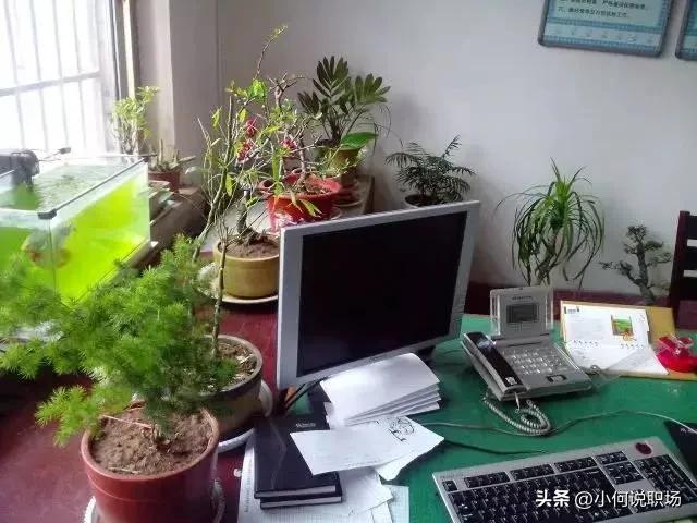 养花诀窍这几个养花知识要牢记,室内养花夏天怎样才能不逗蚊子