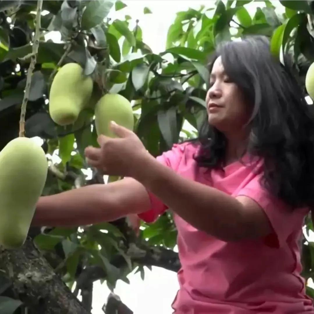 海南女子靠一种不被看好的芒果年入1000多万！人无我有，人有我精