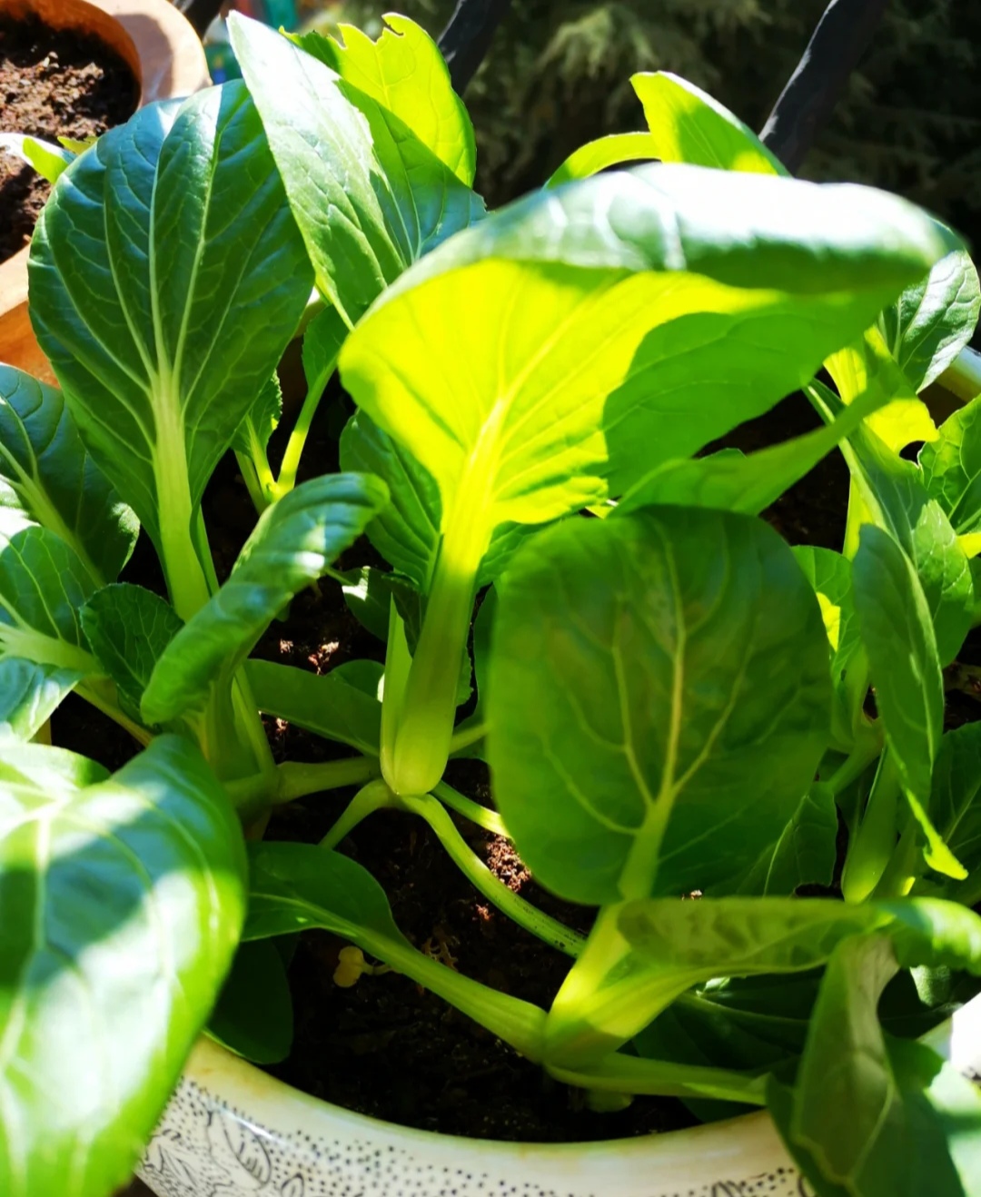 家庭客厅养什么花好看又旺财,客厅最吉祥的三种花