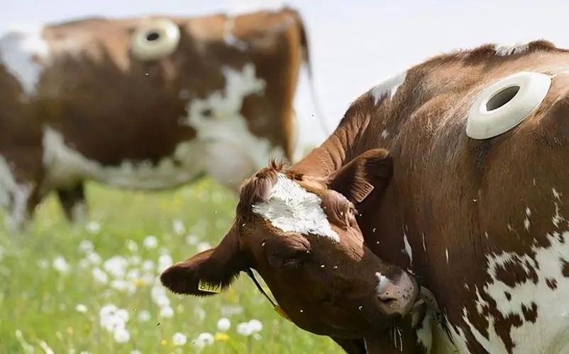 奶牛身上开洞的视频,牛身开洞是什么原因