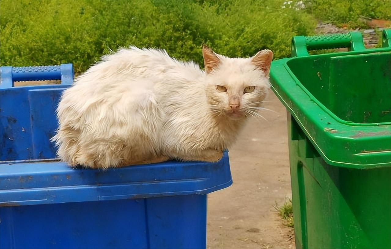 为什么不建议养自来猫,为什么老人家常说养猫别养自来猫