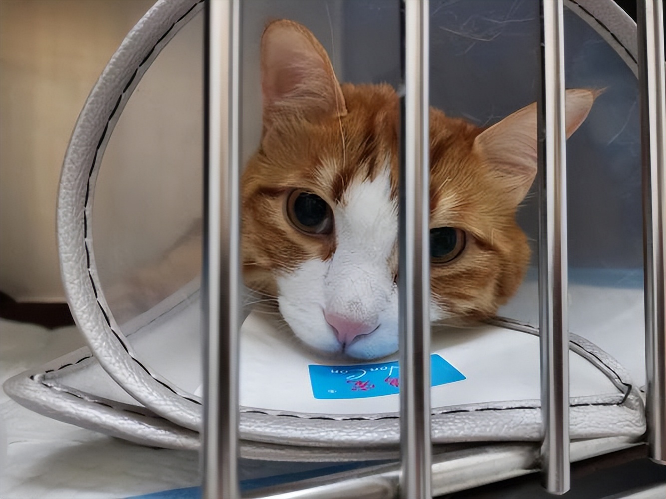 猫咪舔塑料袋是啥原因,猫咪小便带血什么原因