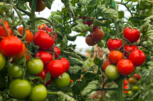 如何设计农庄菜园,怎样做好一个农庄餐饮