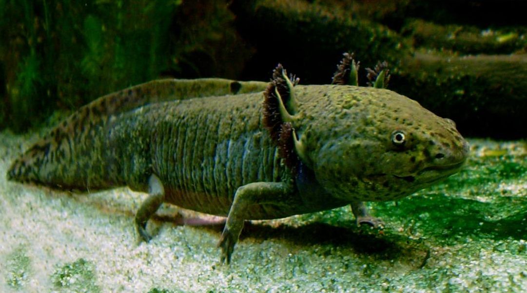 把自己玩成濒危的物种,把自己玩成了濒危动物