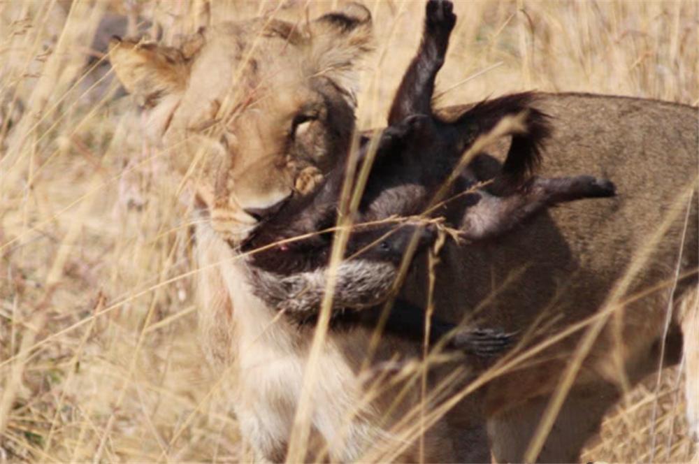 蜜獾天敌豹子,蜜獾为何不惧怕狮子和鬣狗