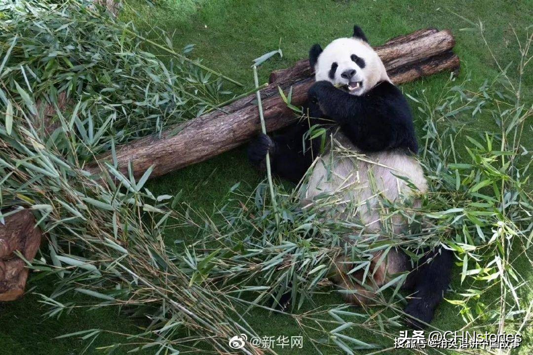 胖达日本,胖达在外国多火