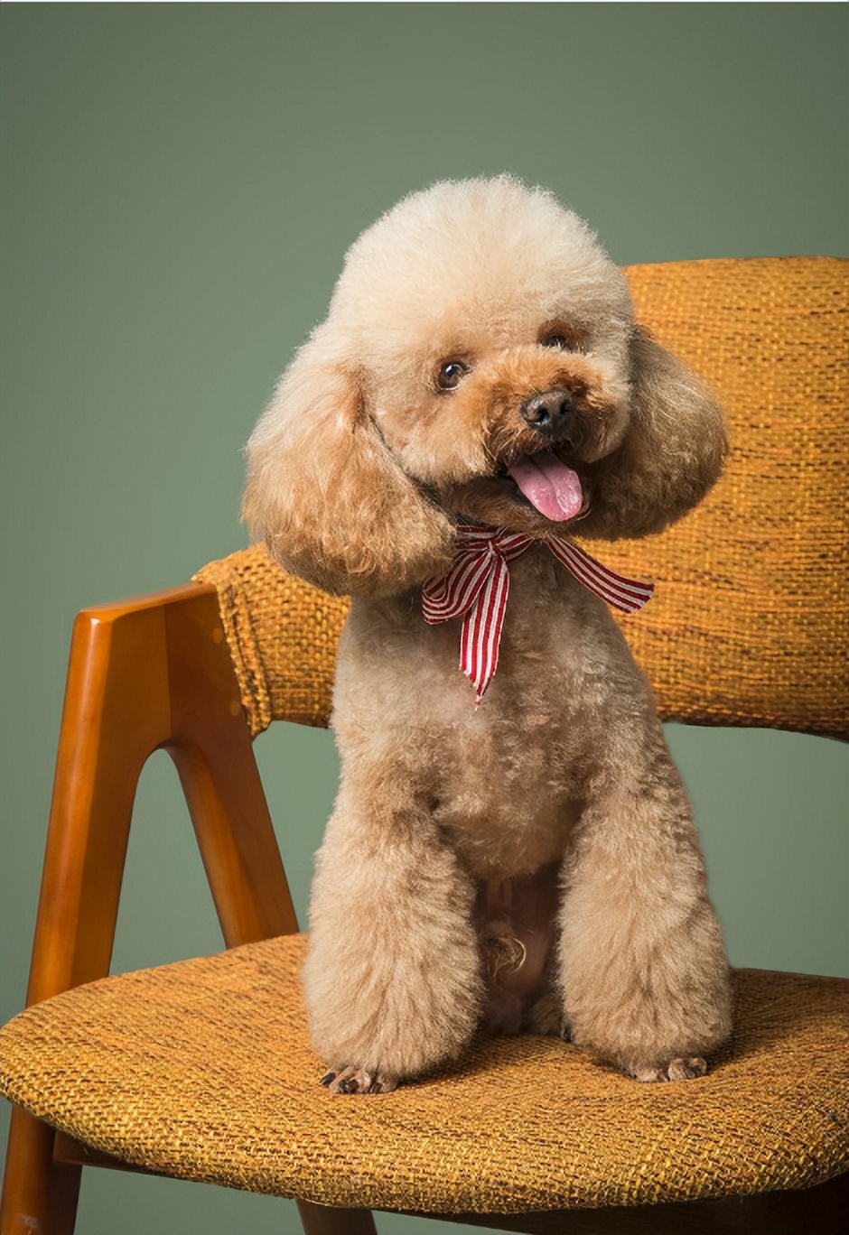 最有灵性的狗狗排名有你家狗狗吗,十大最适合家养的狗狗排行榜