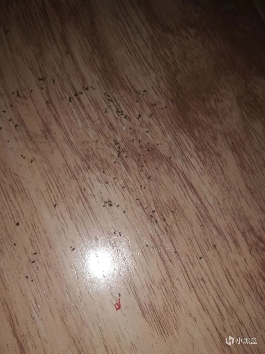 蟑螂科普小知识,捕杀蟑螂最有效的方法