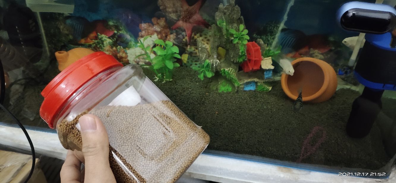 兰寿金鱼和泰狮金鱼是一个品种,百褶泰狮和兰寿杂交会出什么鱼