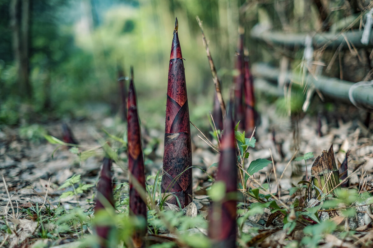 怎么挑大竹笋最好的方法,竹笋怎么选才是最好的
