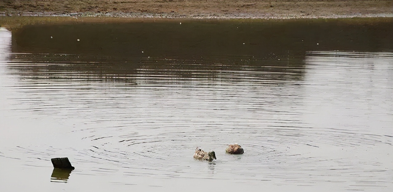 水产养殖水霉病发生的原因和时间,水产水霉病的养殖方法