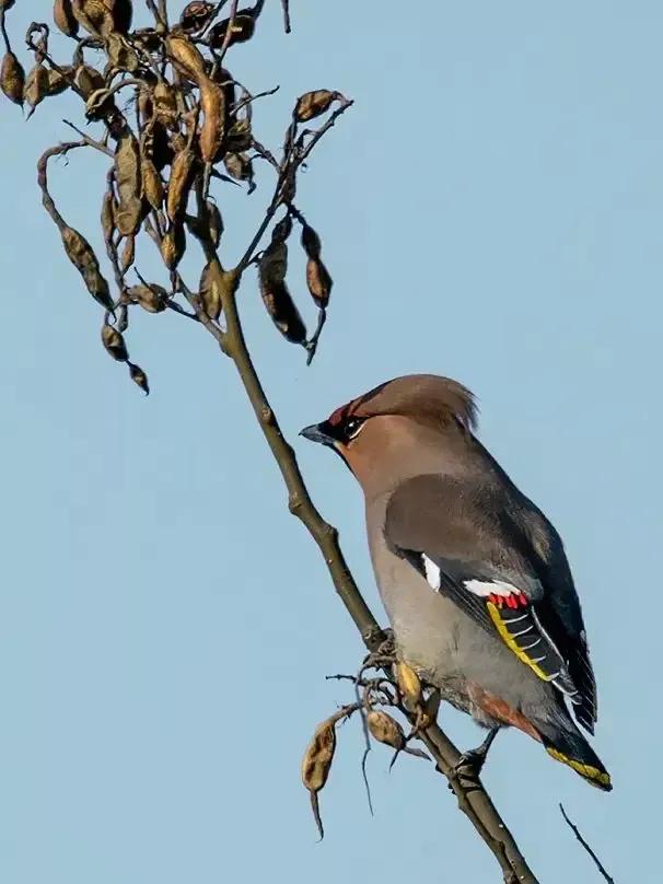 太平鸟图片素材,太平鸟图片大鸟