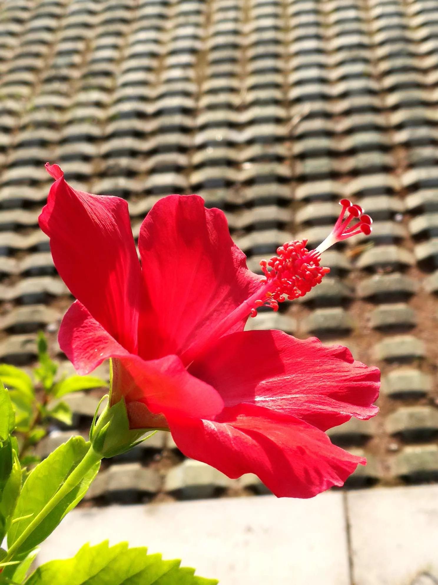 认识各种花卉名称,认识各种花的名字