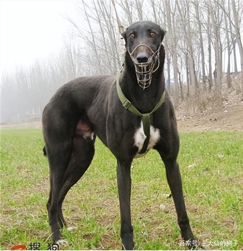 十个关于狗狗的冷知识,十个狗狗冷知识了解一下