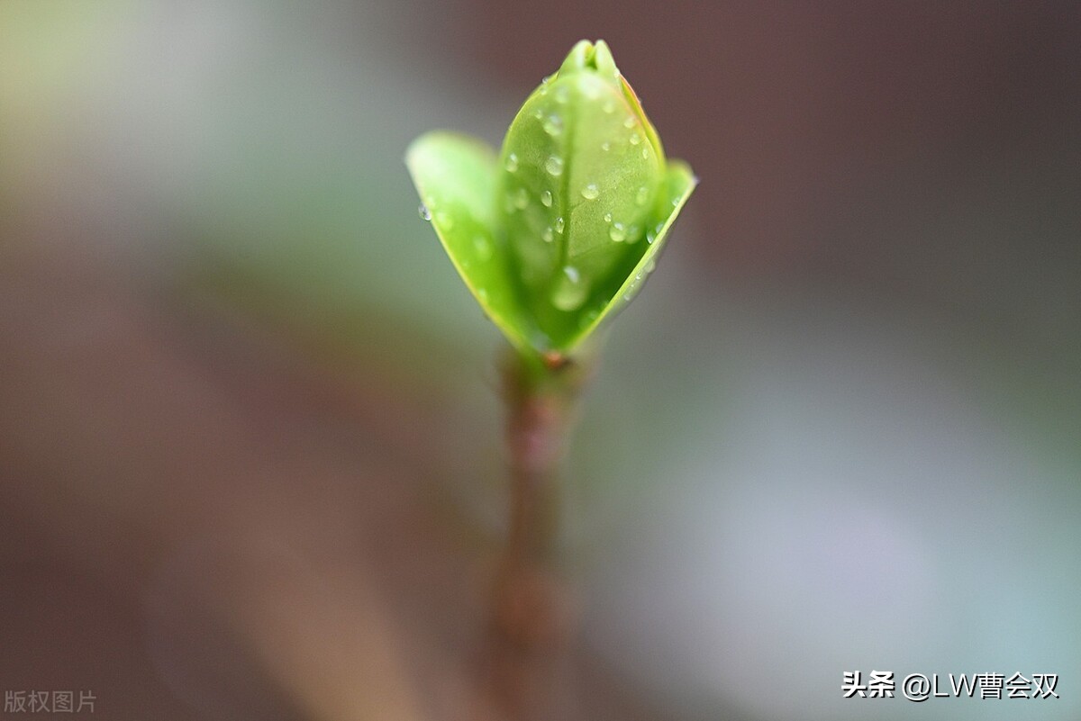 缩写和扩写的区别,流行缩写语言有哪些