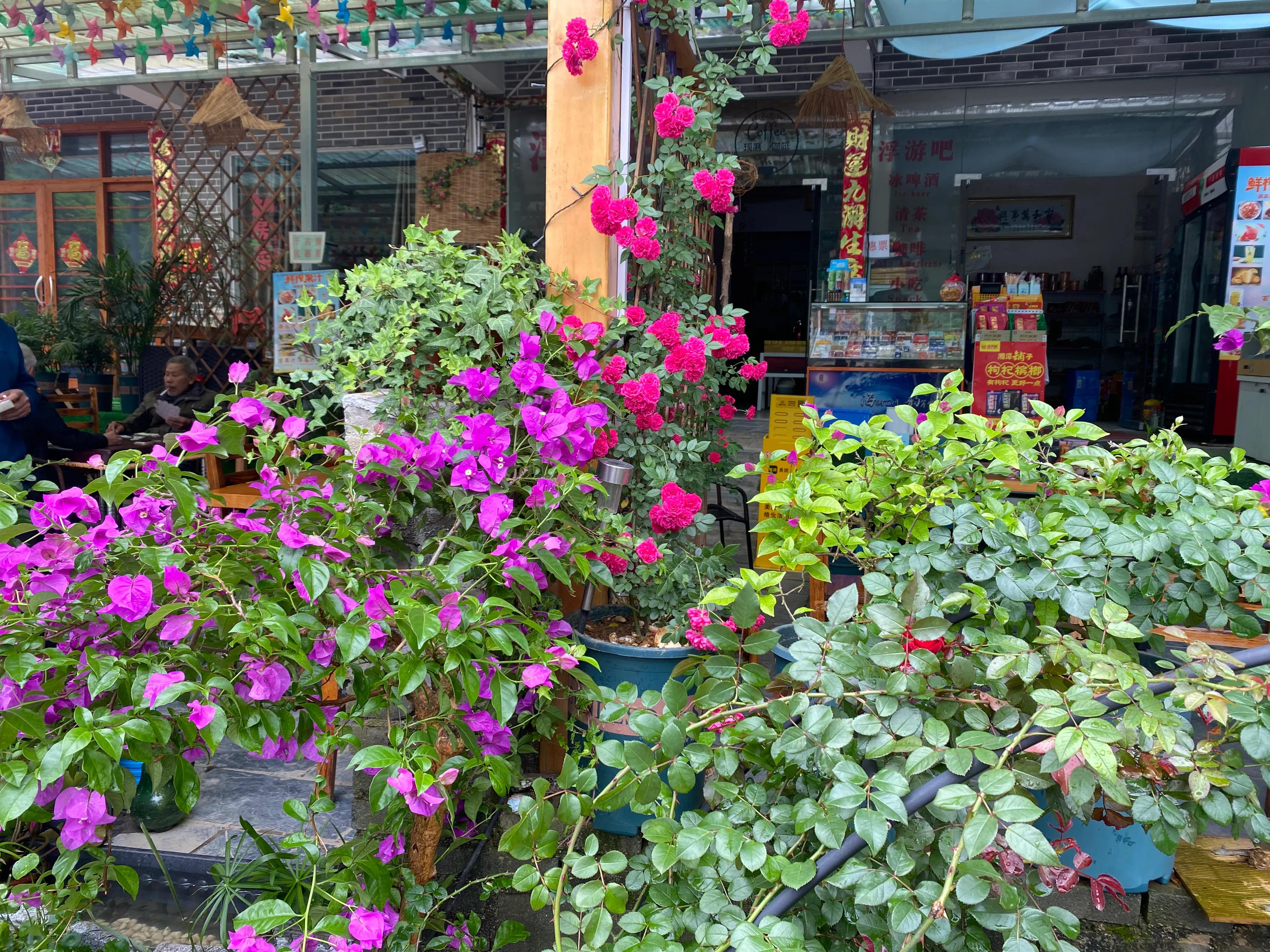 如何打造一个四季有景的庭院花园,如何打造一个四季花开的庭院