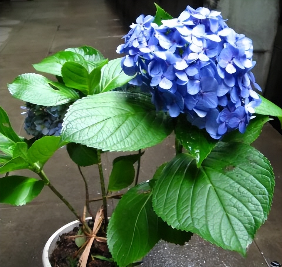 气温超过38作物还生长吗,气温超过30度能不能给花施肥