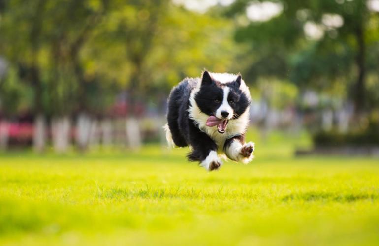 最爱吃醋的小奶狗,最爱吃醋狗狗