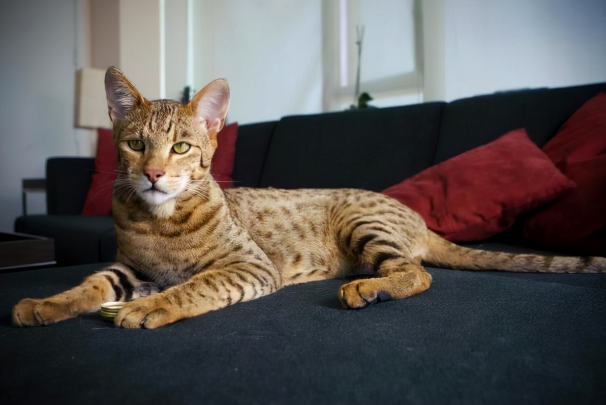 味道很重的宠物猫有哪些,为什么无毛猫身上有种怪味