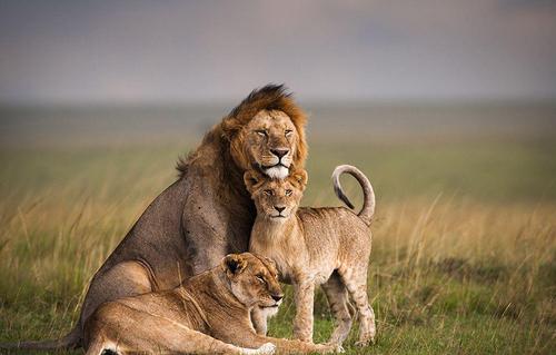 狮子和老虎能繁育后代吗,狮虎兽是老虎与狮子的混血吗